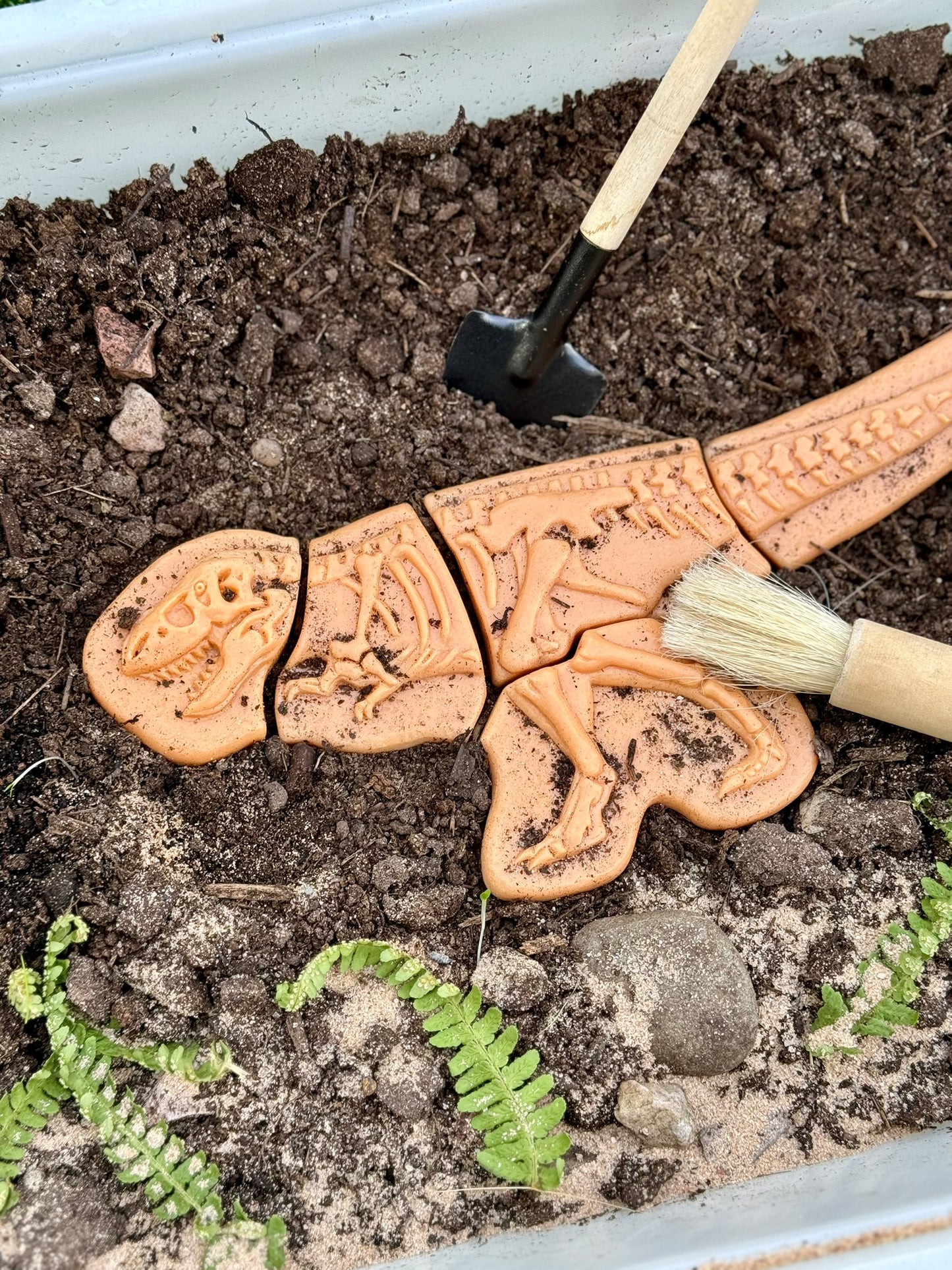 Áss és fedezz fel – Ankylosaurus és Tyrannosaurus Rex