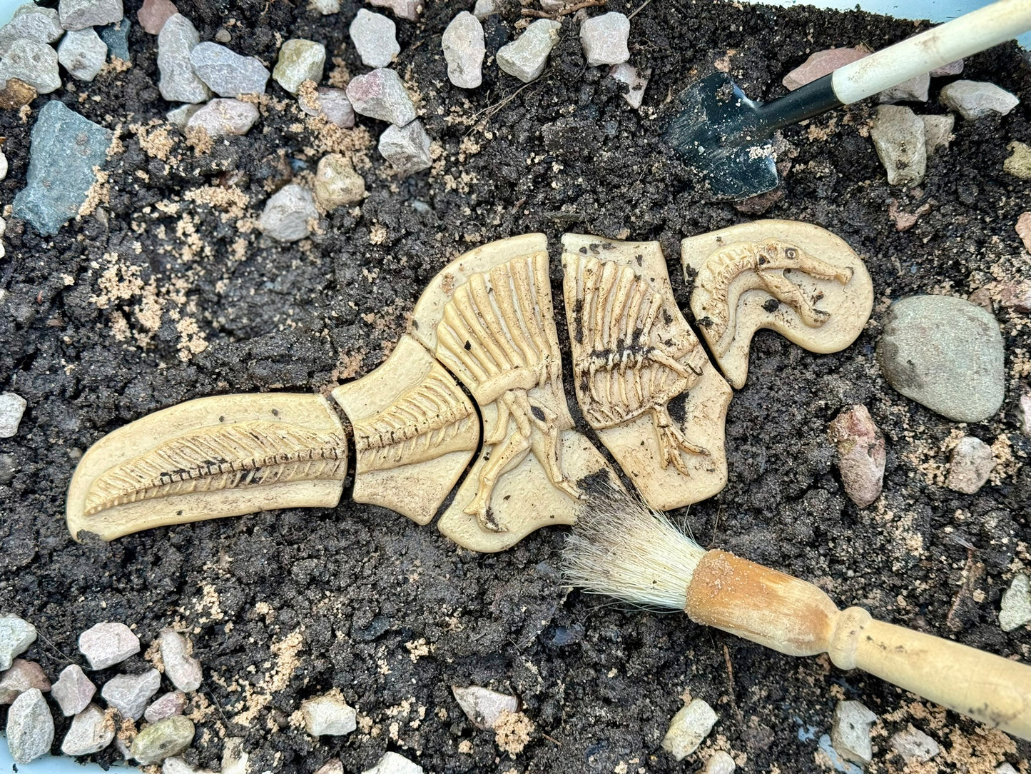Áss és fedezz fel – Triceratops és Spinosaurus